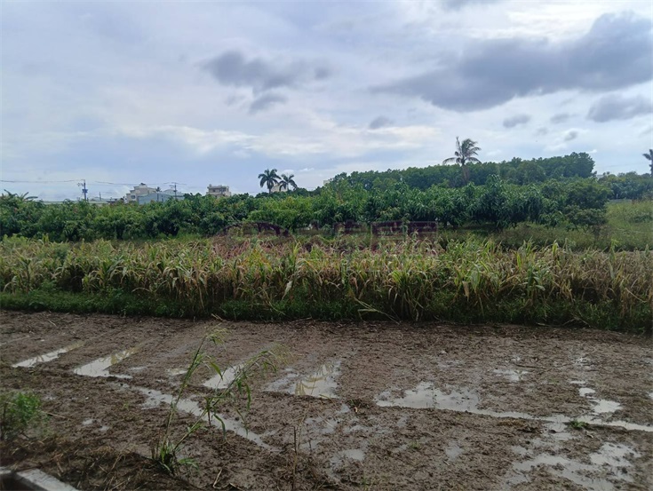 專約|新化區臨路大面寬農地房屋室內格局與周邊環境